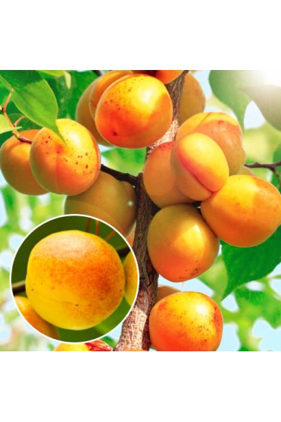 Абрикос Зоряний із червонуватим рум’янцем на сонці